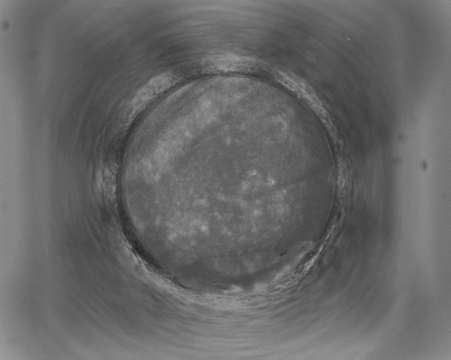 X0000067880010200604201255