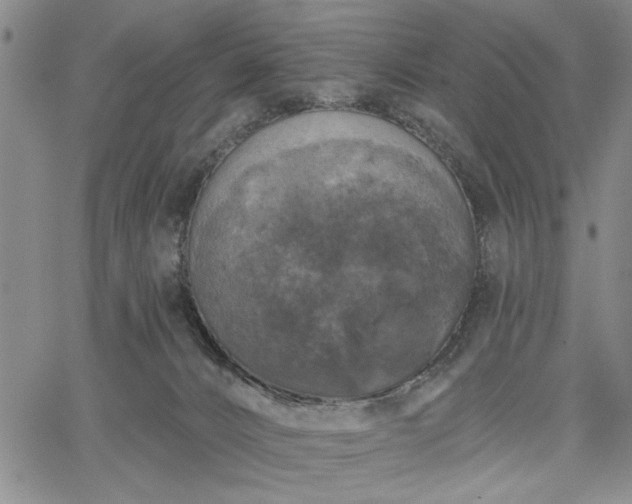 X0000067880032200604201255