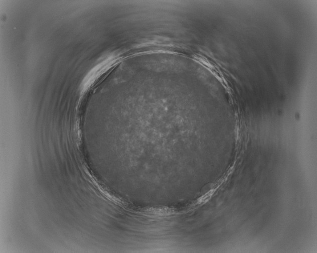 X0000067880245200604201250