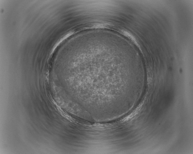 X0000067880827200604201241