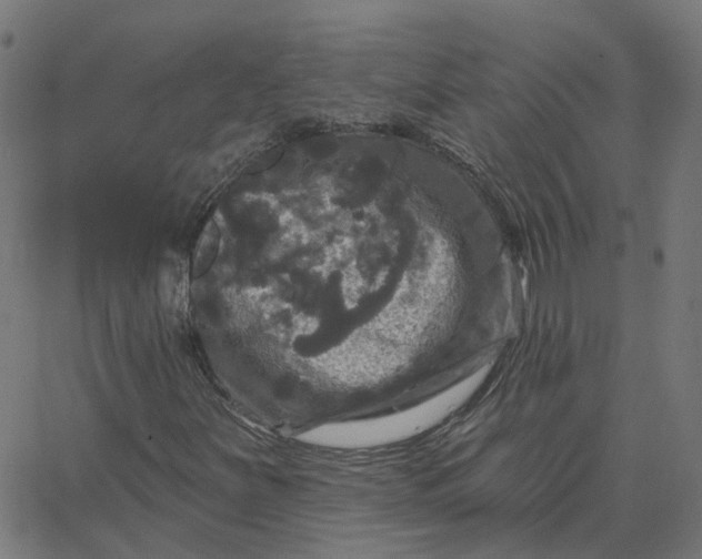 X0000067881251200604271752