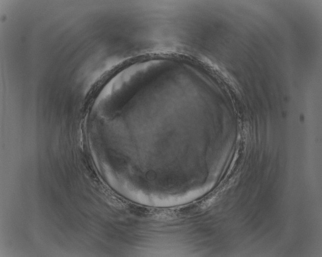 X0000067881262200604271752