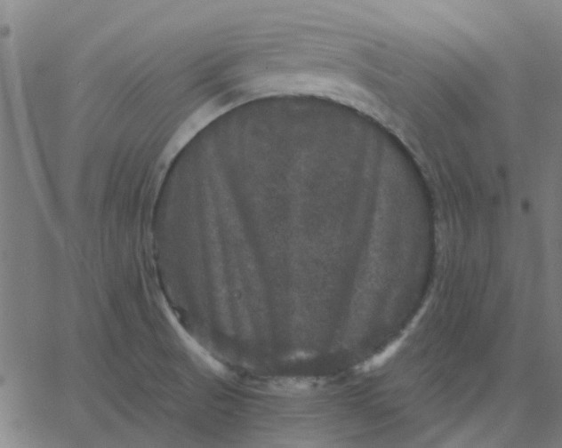X0000067881521200604271748