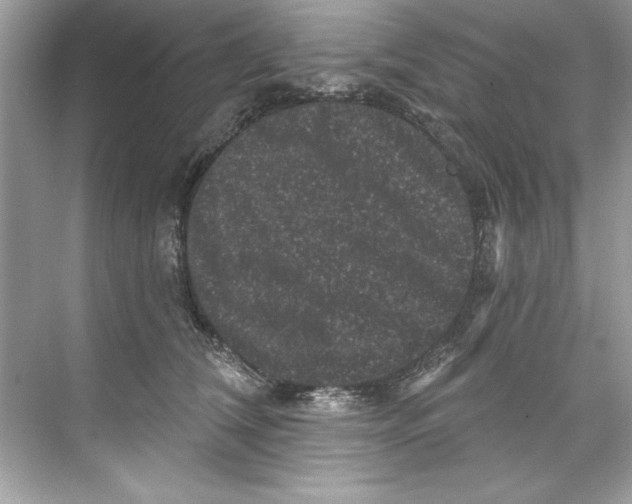 X0000067880612200605041836