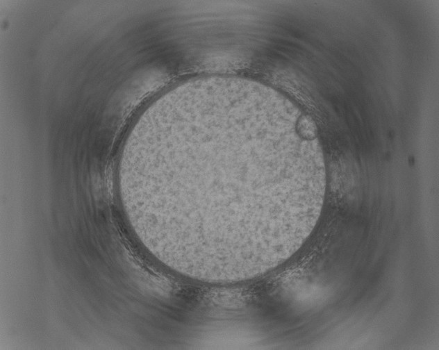 X0000067880632200605111826