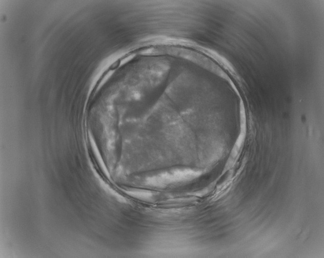 X0000067881247200605111817