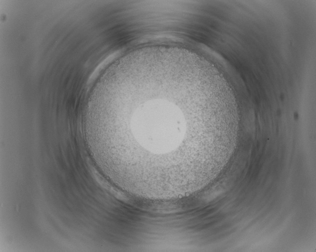 X0000067881338200605111815
