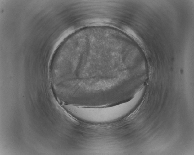 X0000067881384200605111814