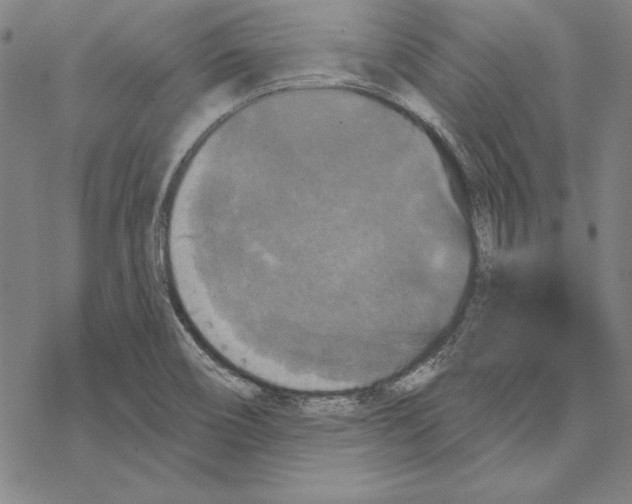 X0000067881466200605111812