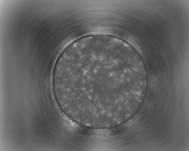 X0000067890856200604171335