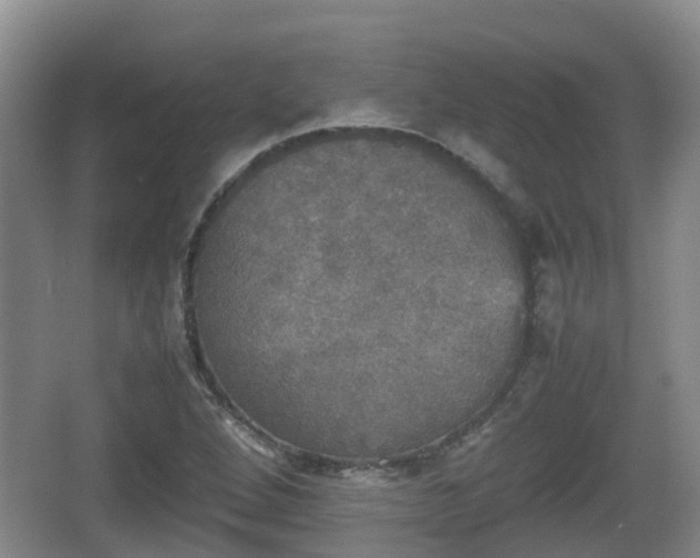 X0000067891264200604171328