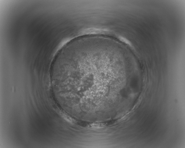 X0000067891267200604171328