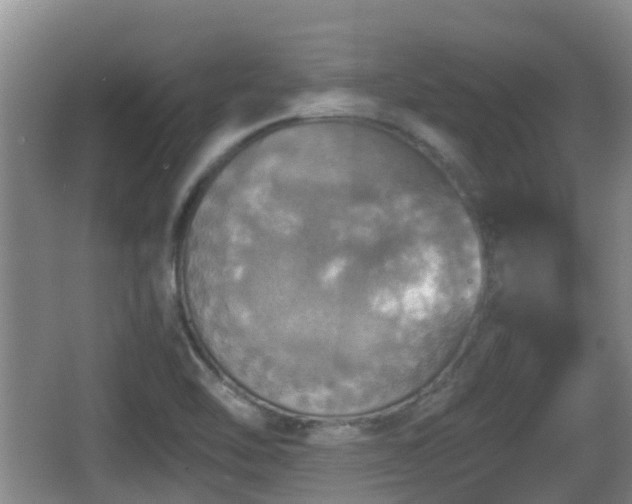 X0000067891462200604171324