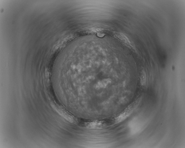 X0000067890366200604201315