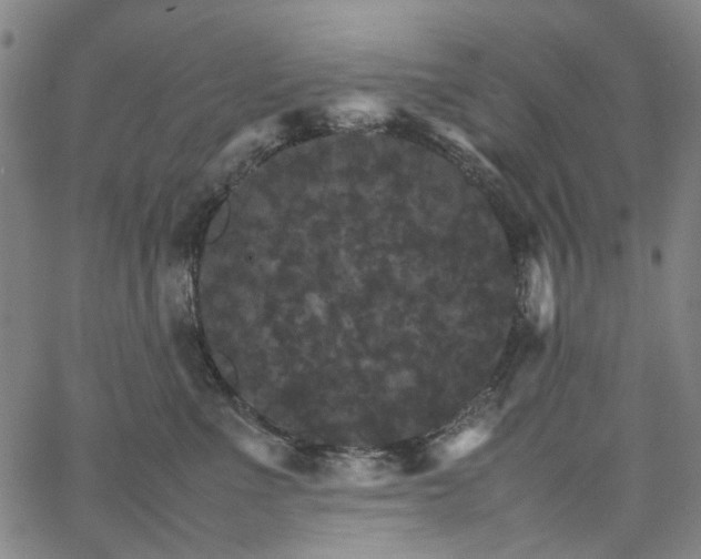 X0000067890523200604201312