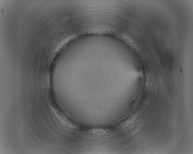 X0000067890636200604201310