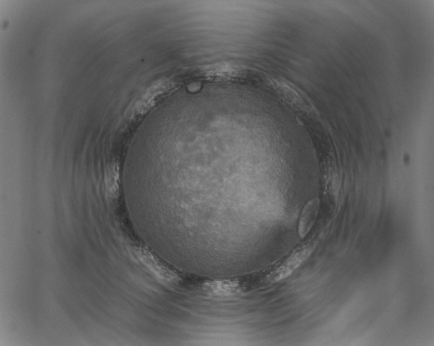 X0000067890660200604201310