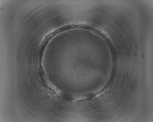 X0000067890920200604201305