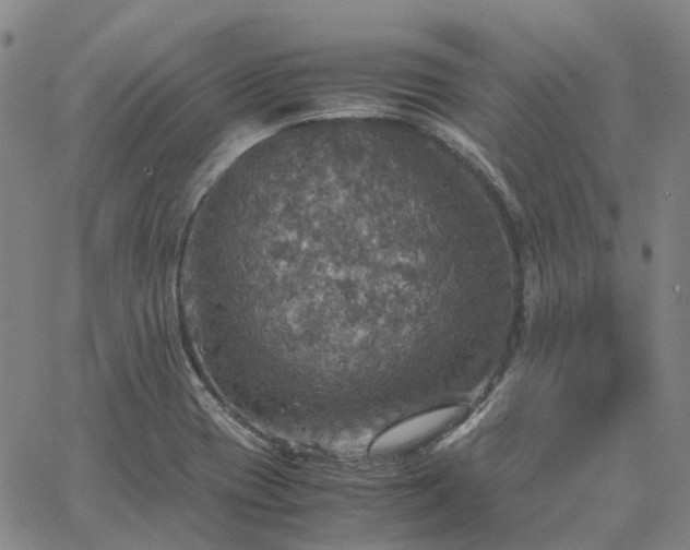 X0000067891417200604201257