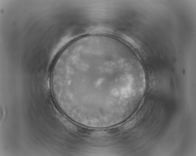 X0000067891462200604201257