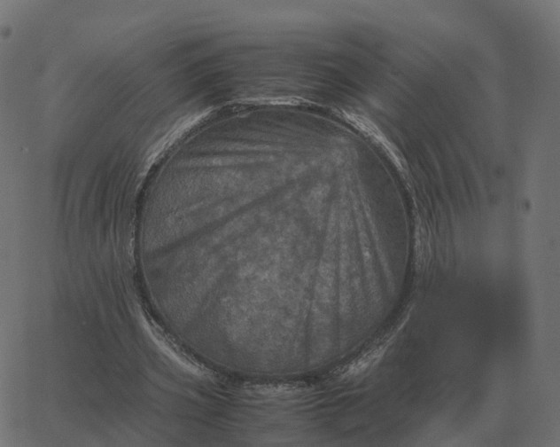 X0000067890533200604271829