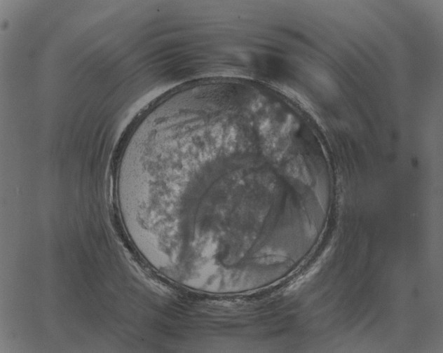 X0000067891125200604271819