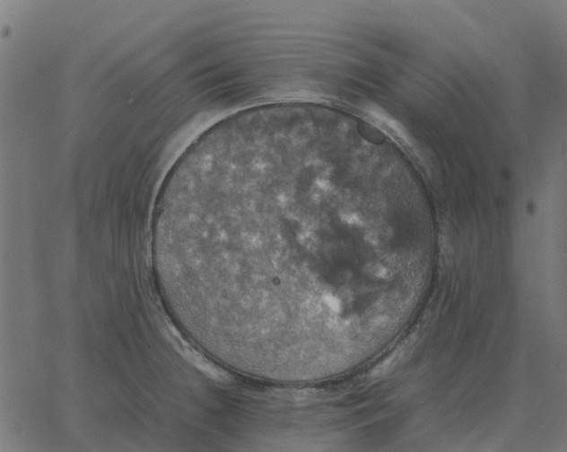 X0000067891236200604271818