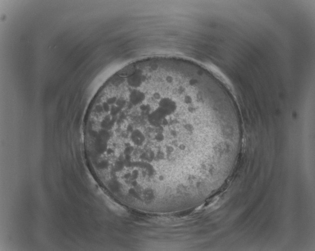 X0000067891287200604271817