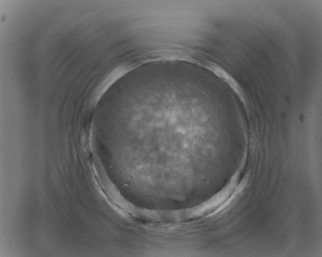 X0000067891385200604271815