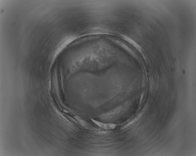 X0000067891415200604271815