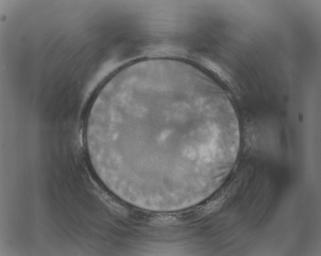 X0000067891462200604271814