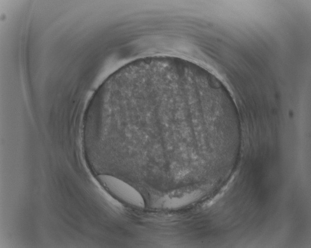 X0000067891525200604271813