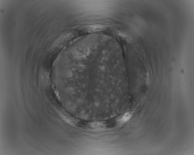 X0000067890327200605041559