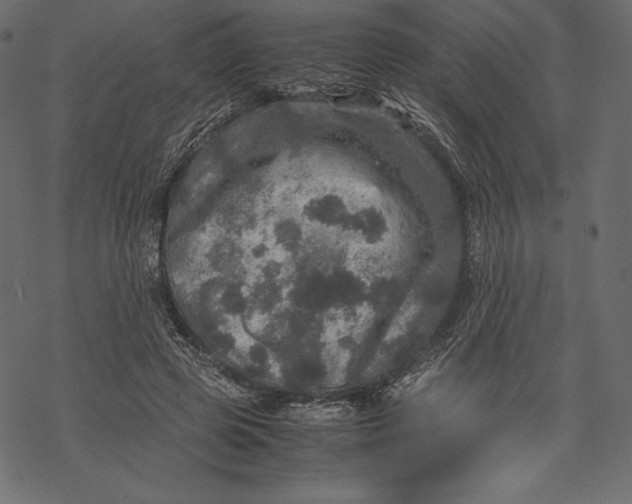 X0000067890545200605041555