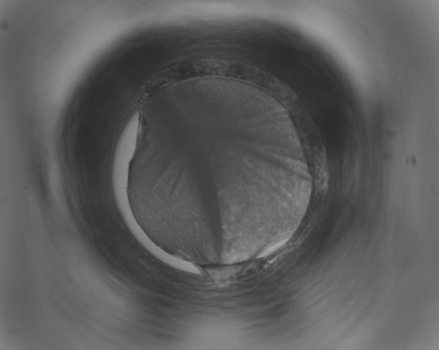 X0000067890766200605041552