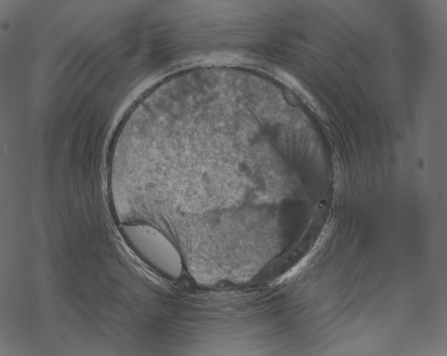 X0000067891232200605041544