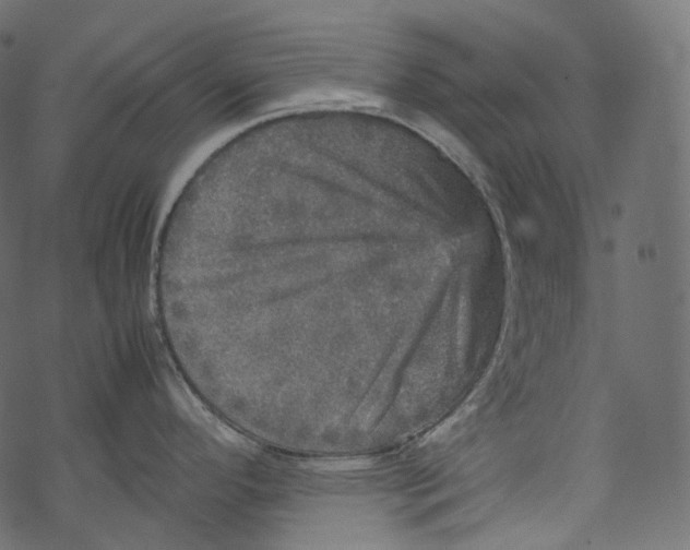 X0000067891296200605041543