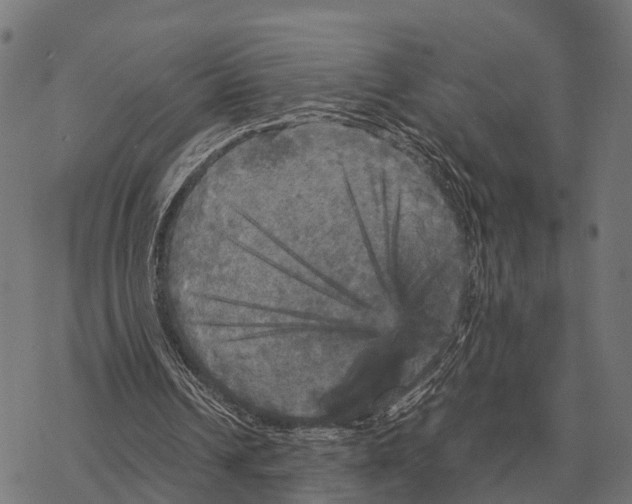 X0000067890242200605111858