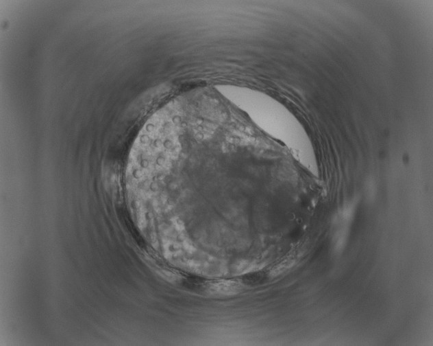 X0000067890527200605111854