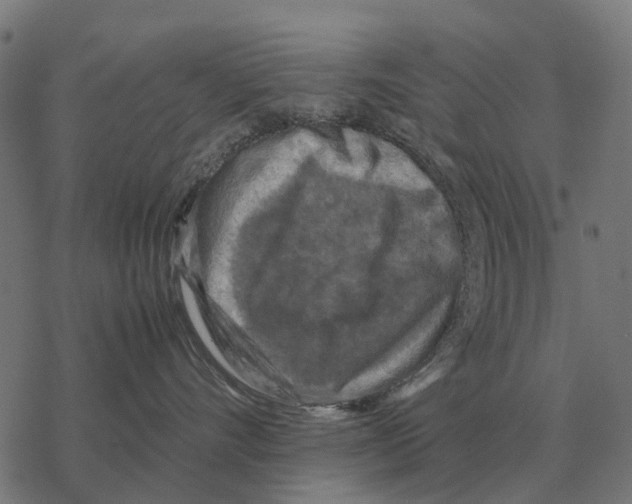 X0000067890528200605111854