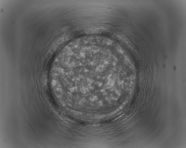 X0000067890687200605111851