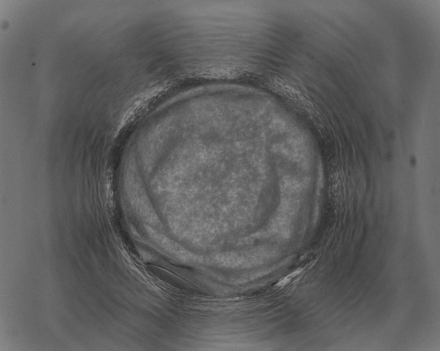 X0000067890688200605111851