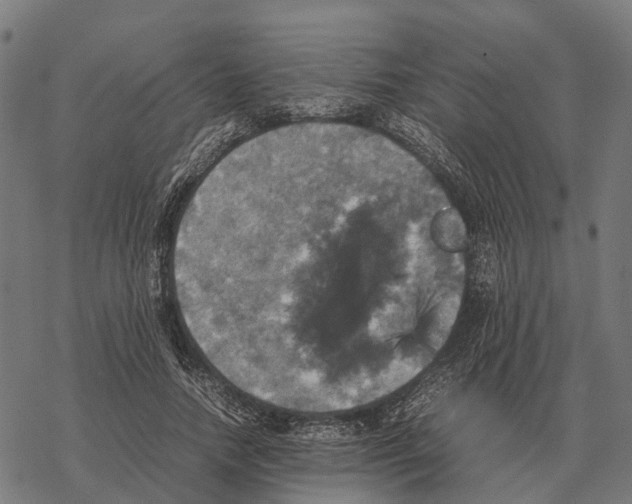 X0000067890738200605111850