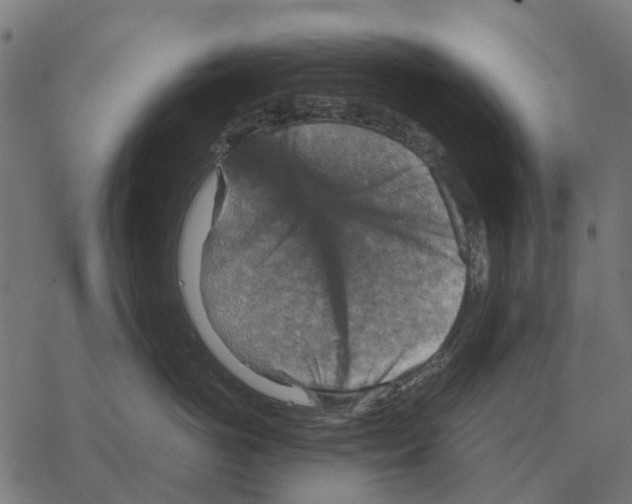 X0000067890766200605111851