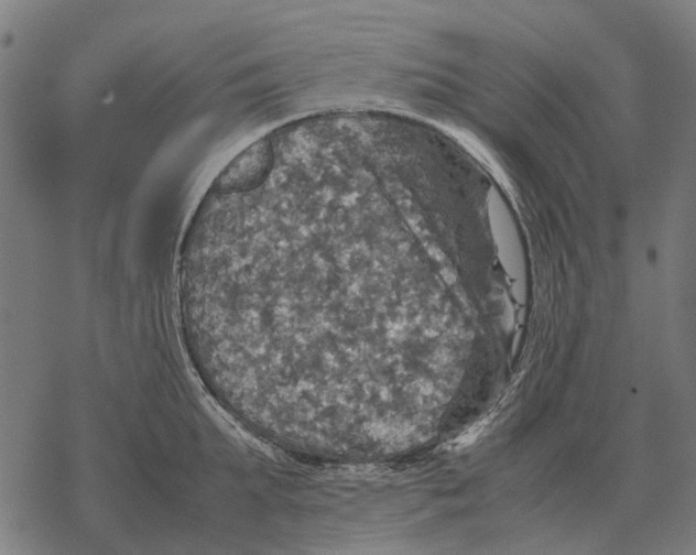 X0000067890903200605111848