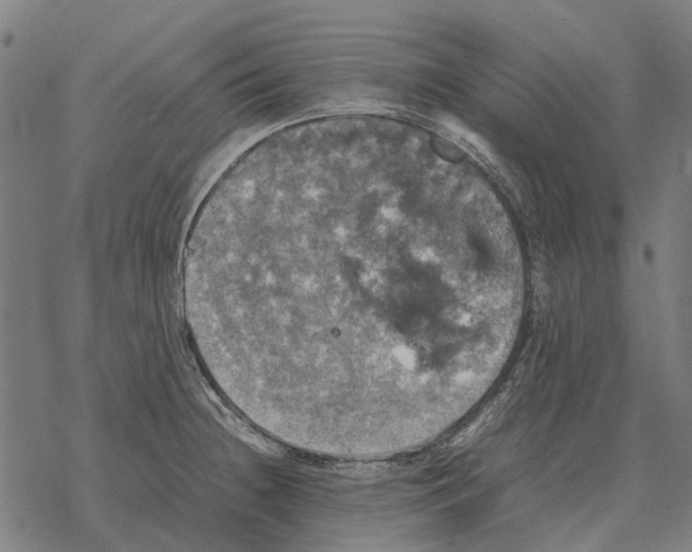 X0000067891236200605111842