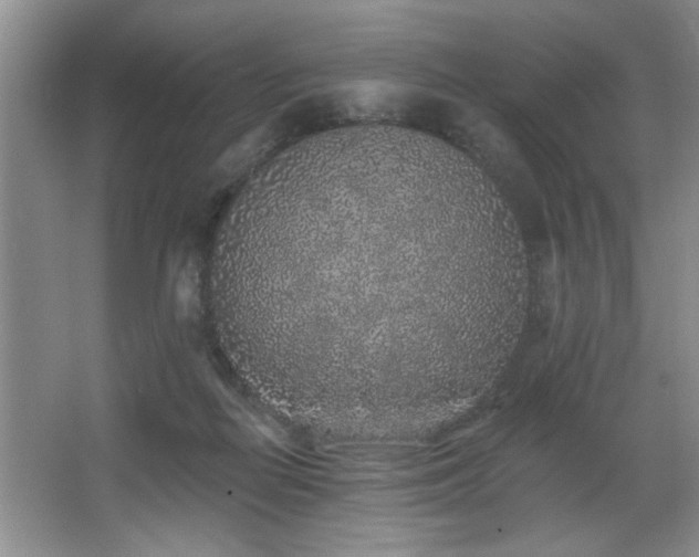 X0000067900266200604131402