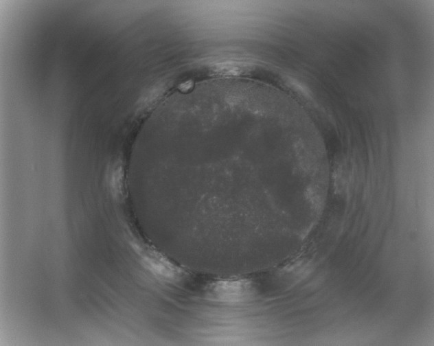 X0000067900314200604131401