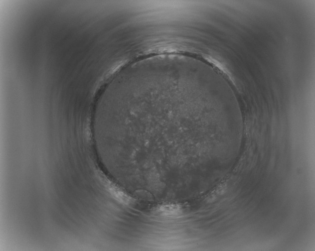 X0000067900353200604131400