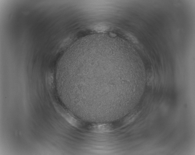 X0000067900365200604131400